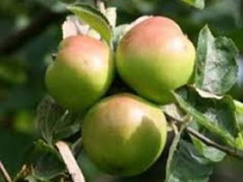 Oakbank Apple Pudding